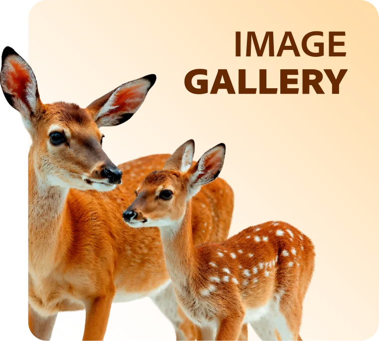 Image Gallery