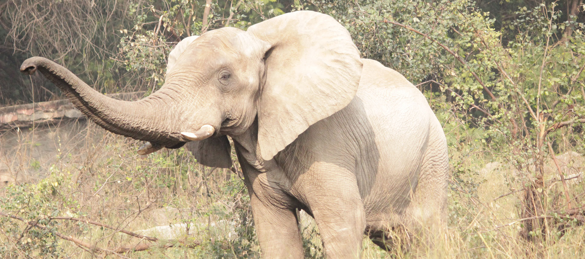 Asian Elephant
