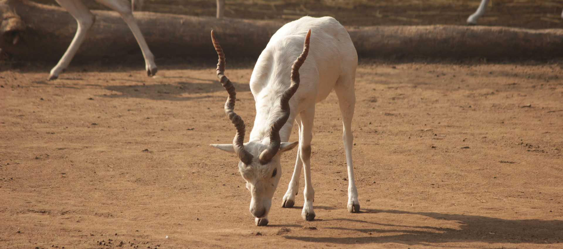 Blackbuck
