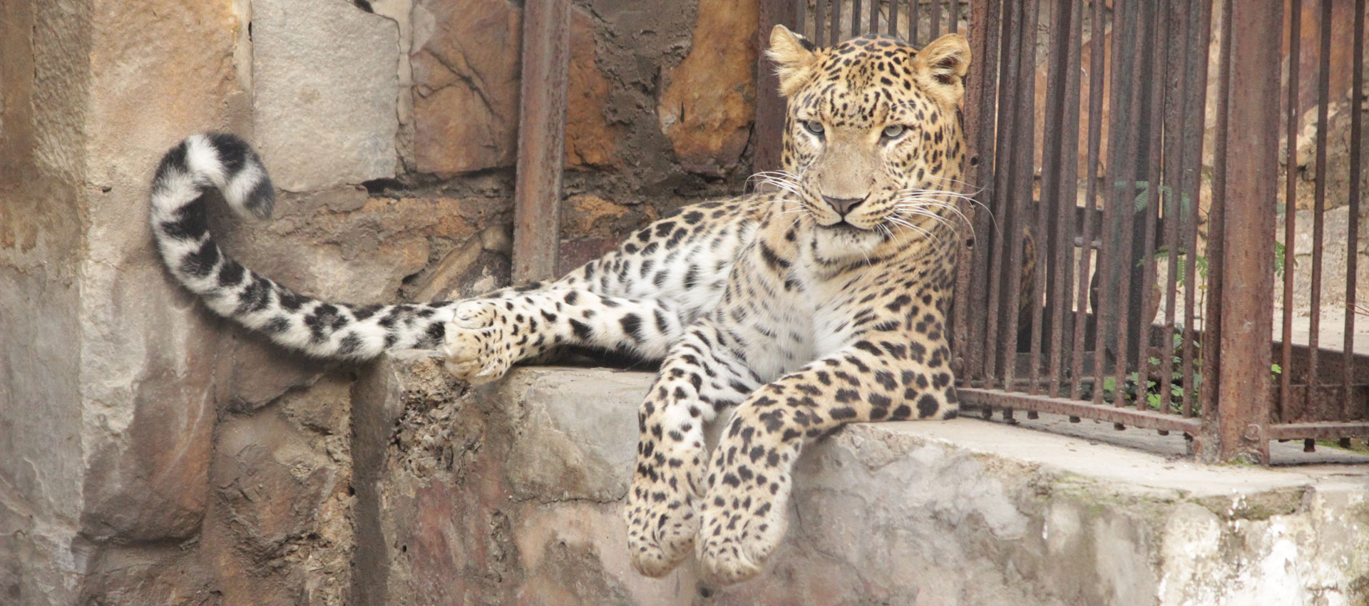 Leopard